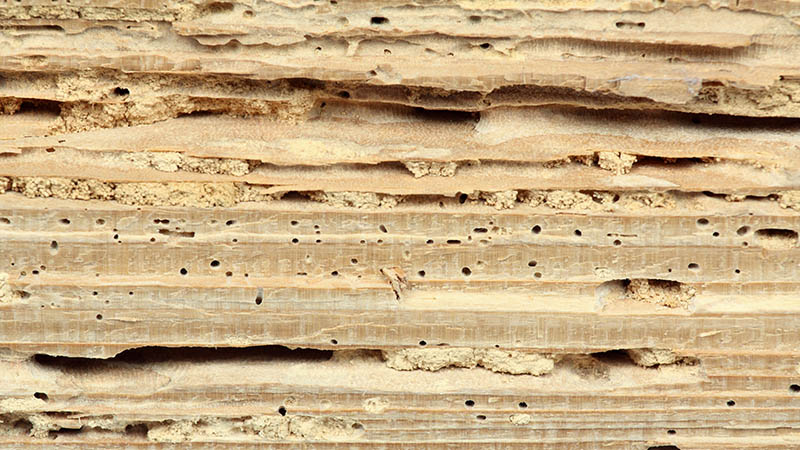 Wood damaged by termites discovered while performing home inspection services 