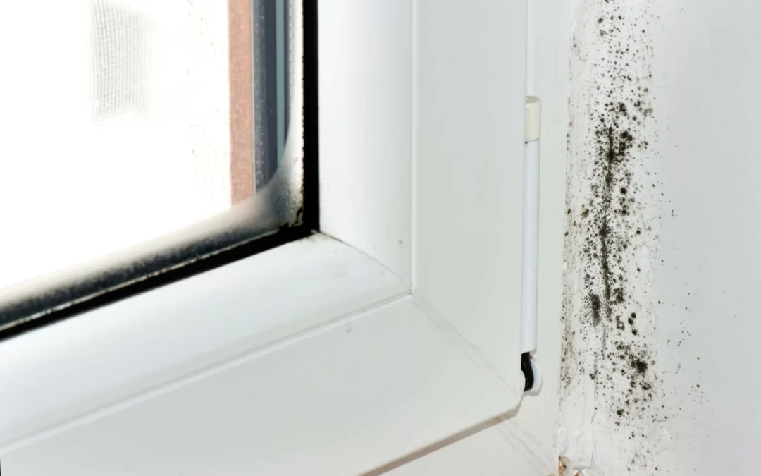 5 Tips to Prevent Mold Growth in Your Home
