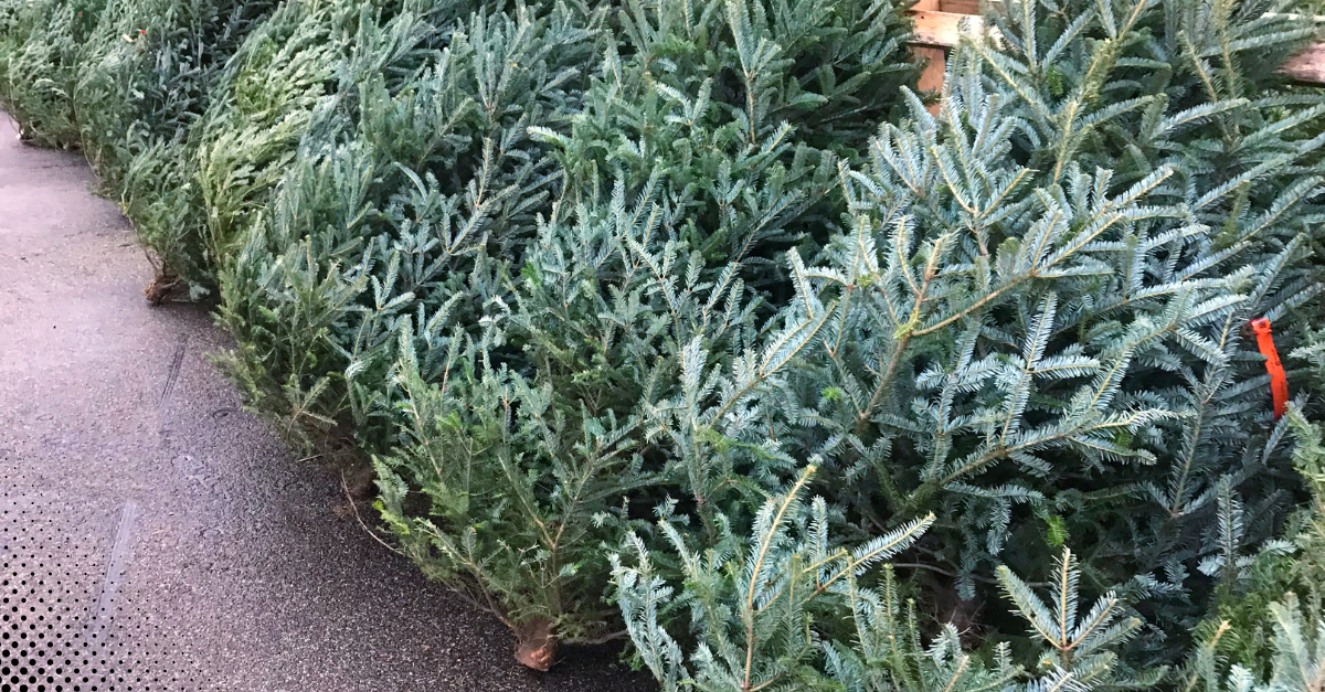 Freshly cut Christmas trees lined up, ready for holiday celebrations.