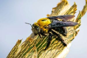 Remove Carpenter Bees