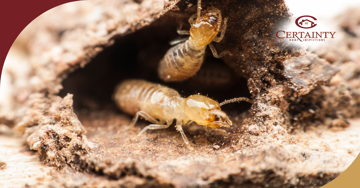 Termites emerging from mud tunnel in damaged wood during home inspection.