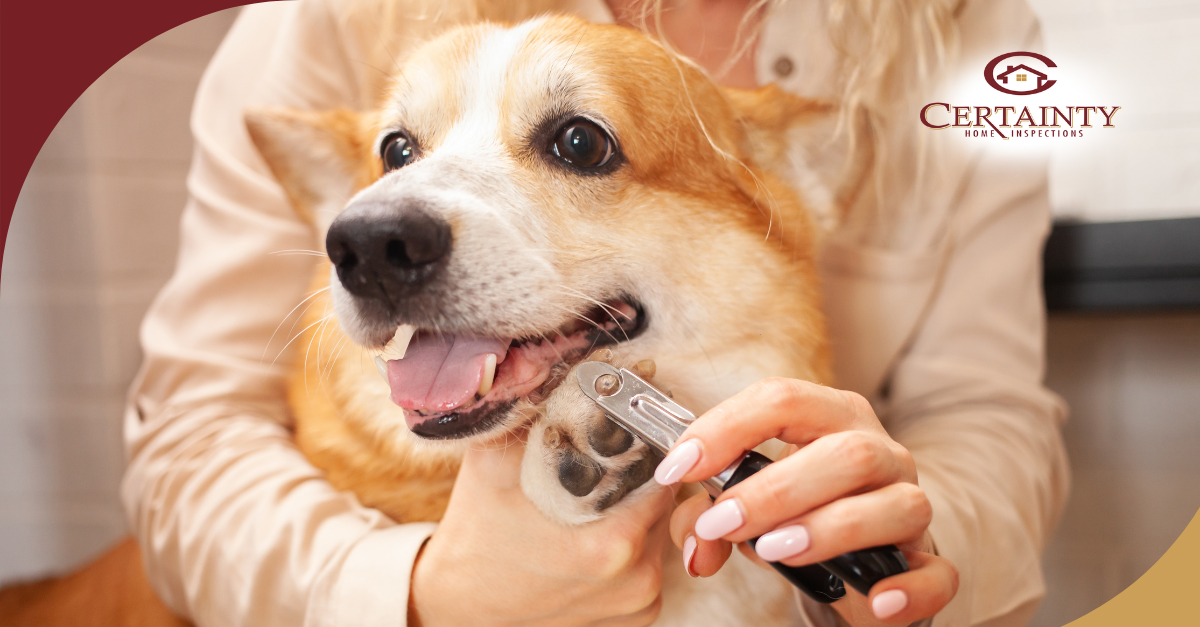 Dog getting its nails trimmed by a groomer.