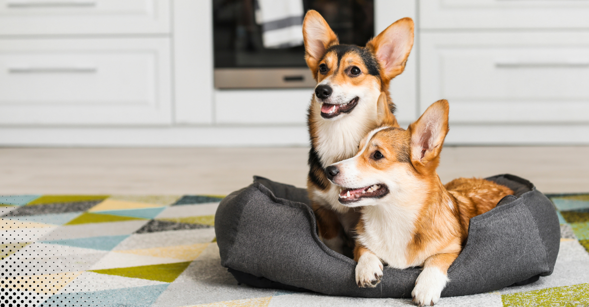 Two happy corgis resting together in their bed on a colorful rug.